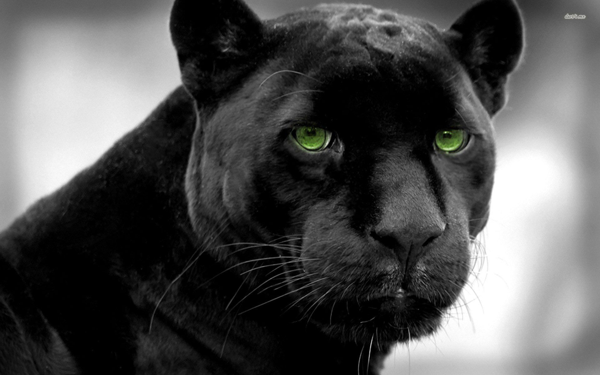 Featured image of post Awesome Black Panther Wallpaper Animal