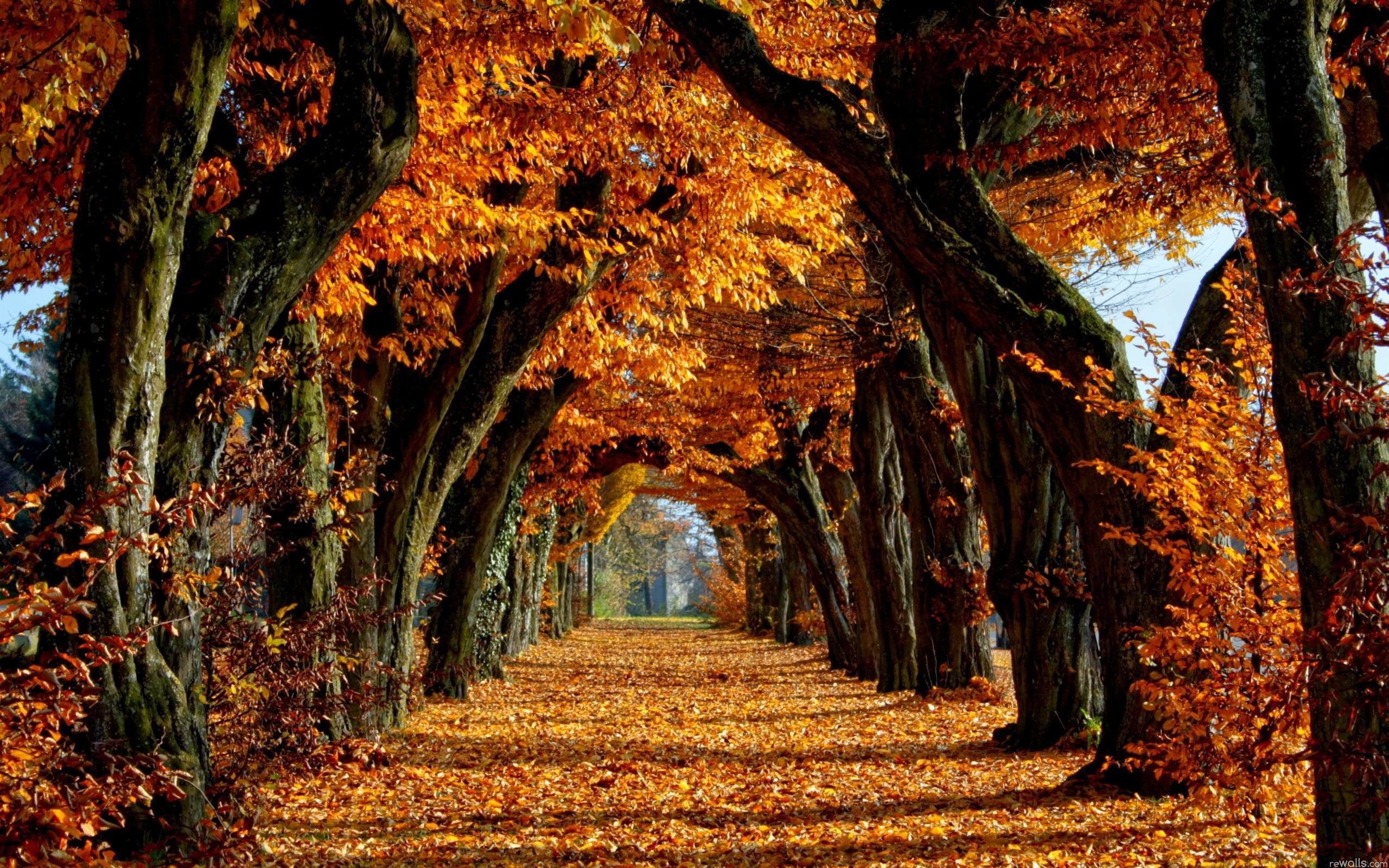 Featured image of post Background Fall Trees Images