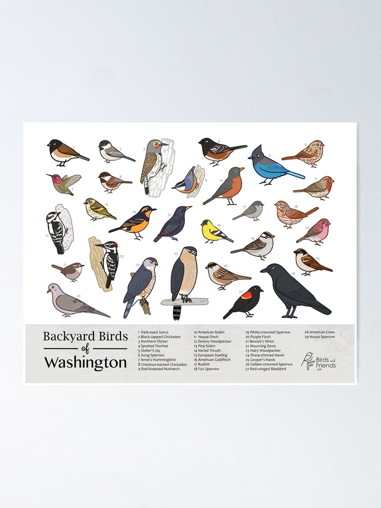 Featured image of post Birds Of Washington State Images