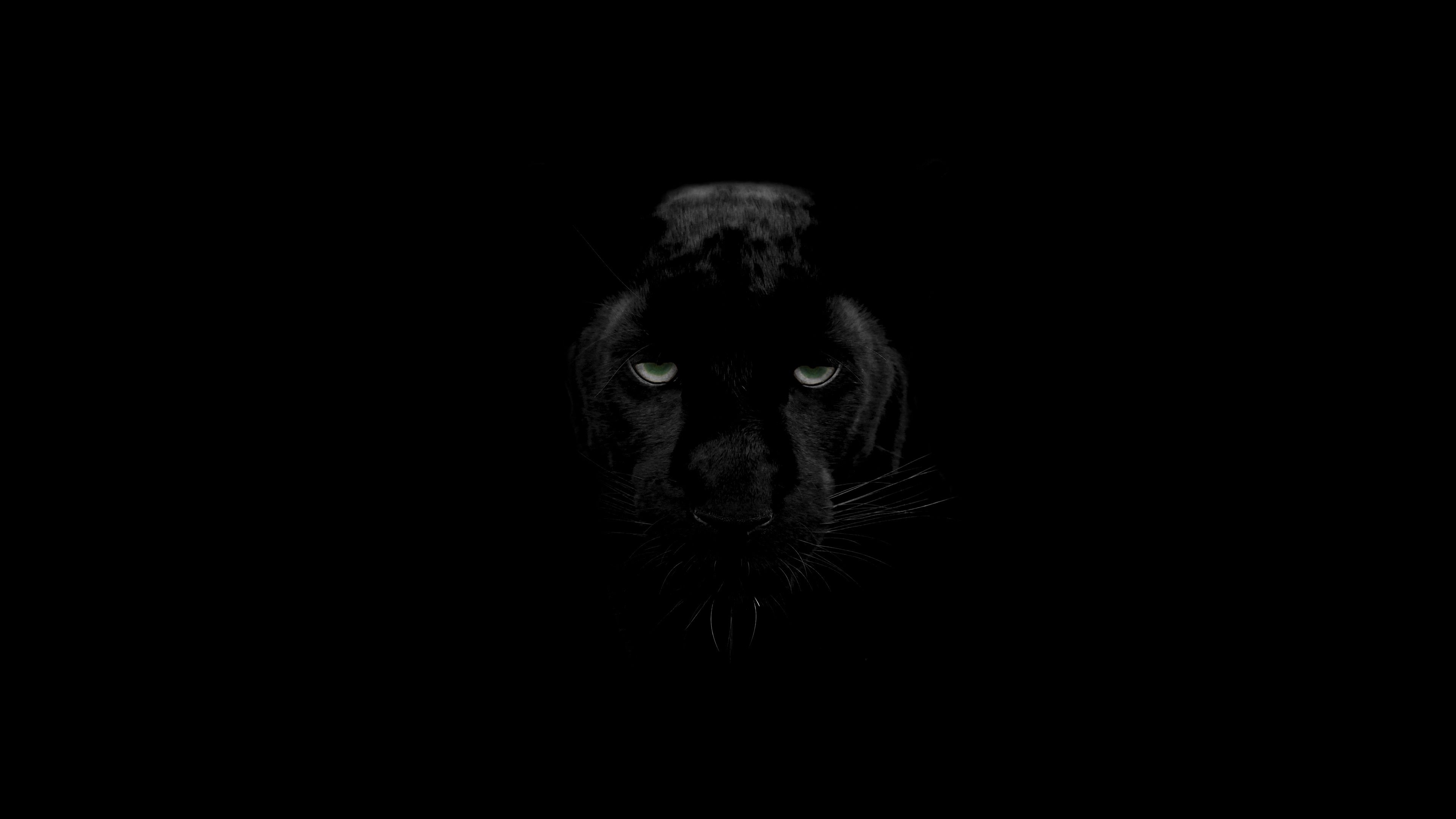 Featured image of post Black Panther Wallpaper Animal 4K