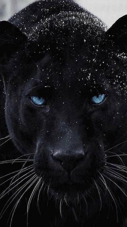 Featured image of post Blue Eyes Black Panther Wallpaper Animal