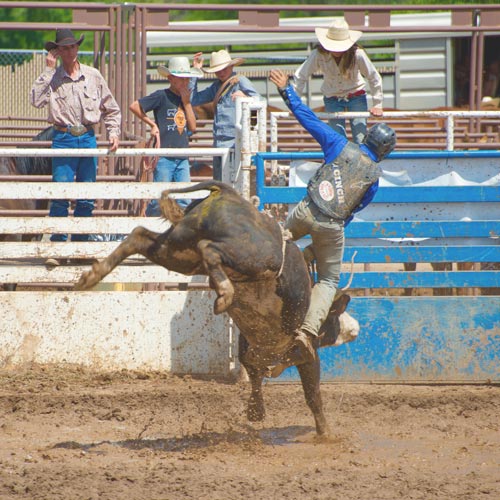 Featured image of post Bull Riding Gifts