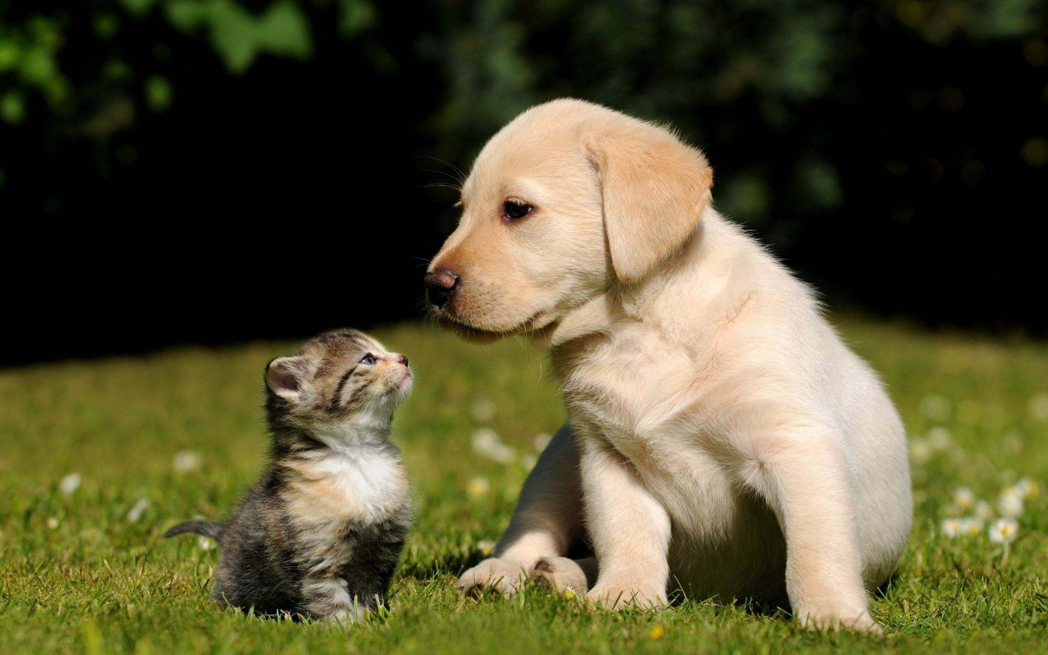 Featured image of post Dog And Cat Images Cute