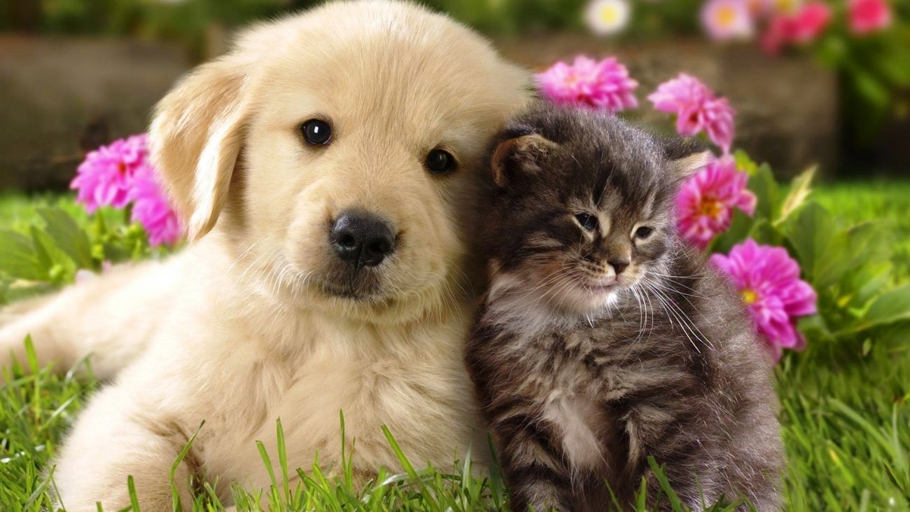 Featured image of post Dog And Cat Images Download