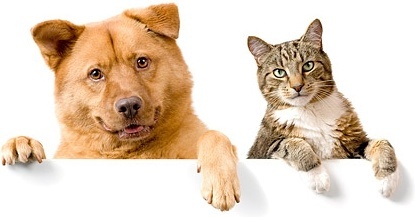 Featured image of post Dog And Cat Images Free Download