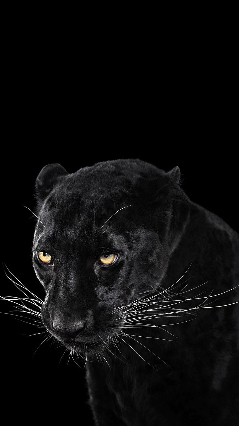 Featured image of post Iphone Black Panther Wallpaper Animal