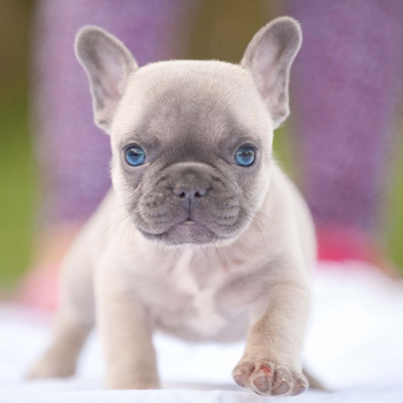 Featured image of post Pictures Of French Bulldogs For Sale