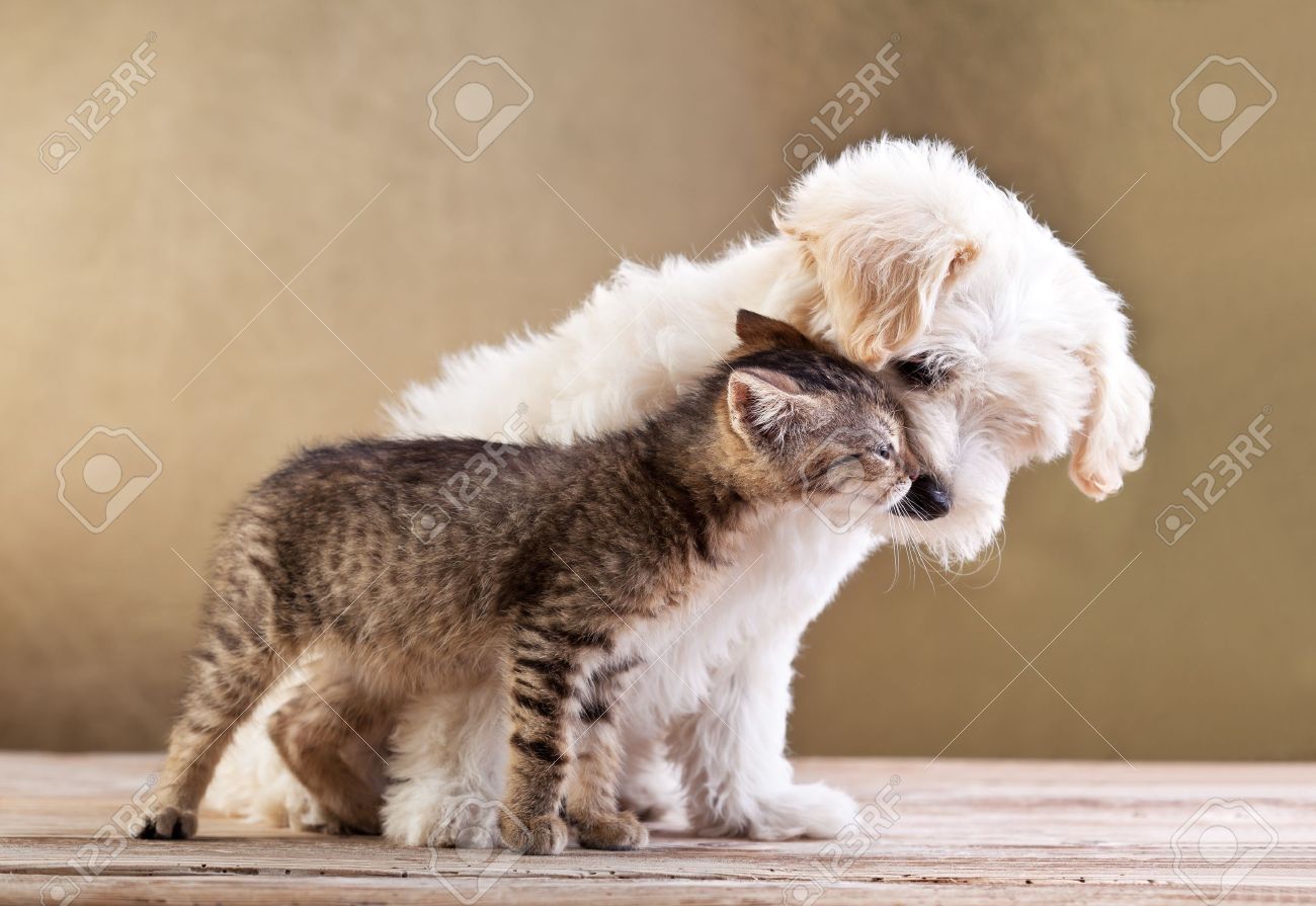 Featured image of post Small Dog And Cat Images